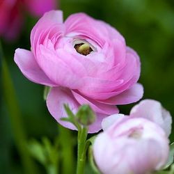 Ranunculus asiaticus